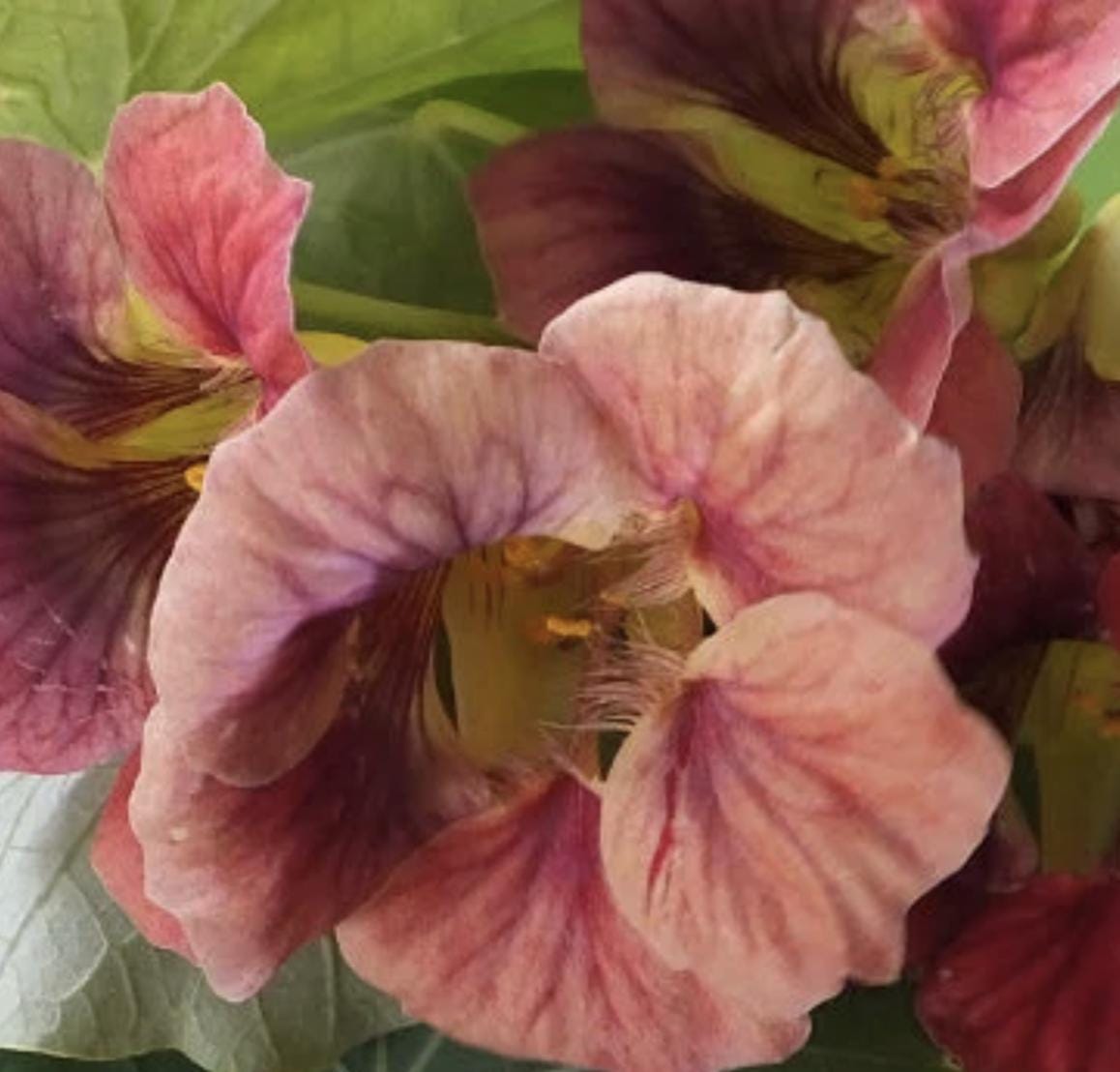 Ladybird Rose Nasturtium