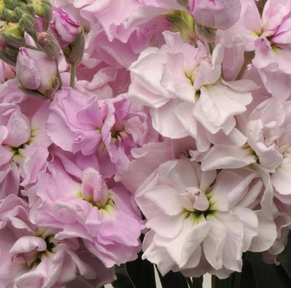 Stock Seeds - Katz Cherry Blossom