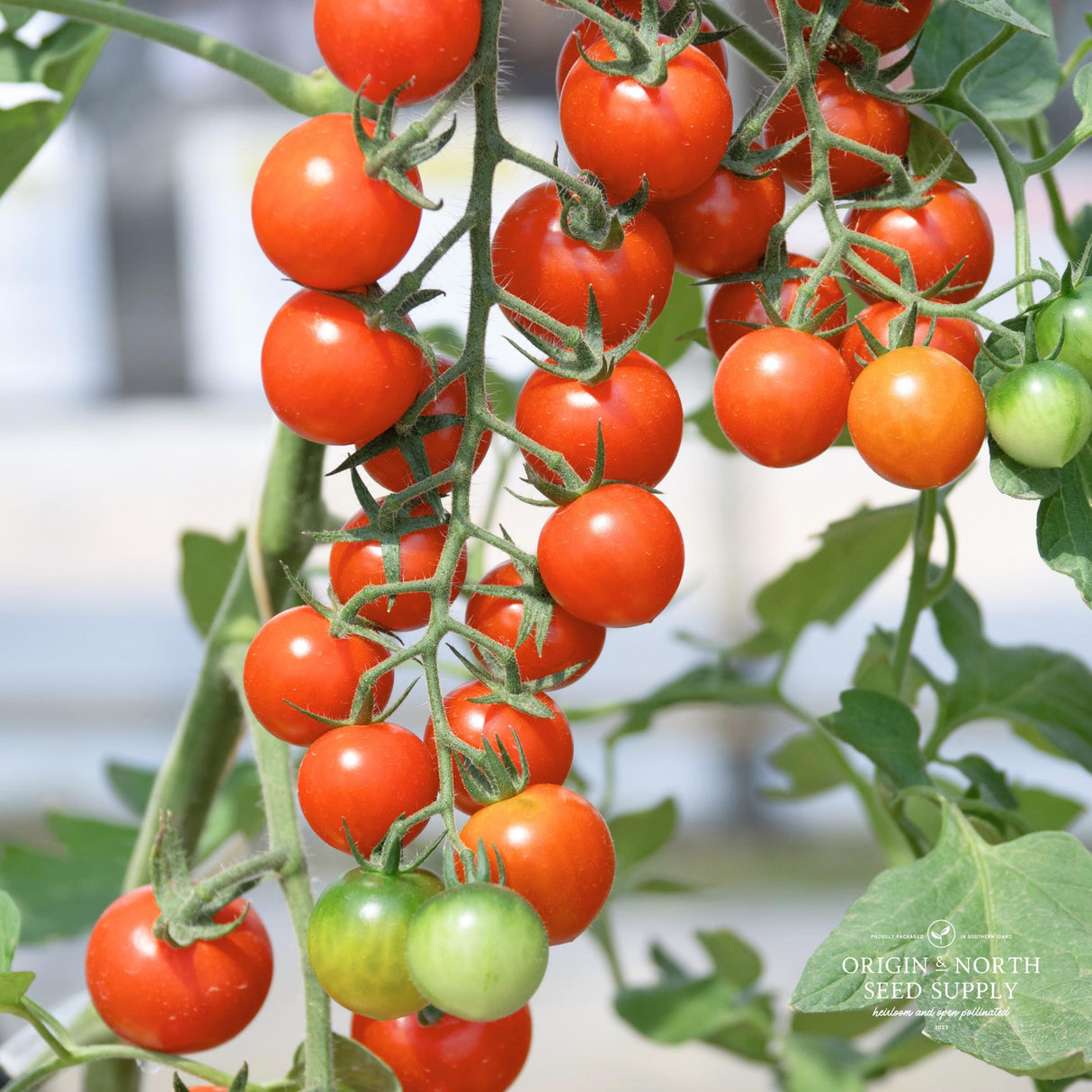 Tomato Seeds - Sweet 100s