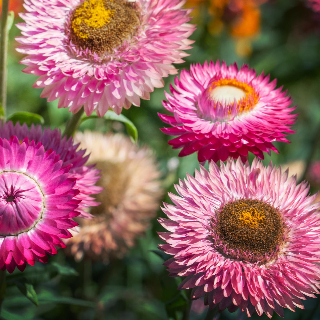 Strawflower Seeds - Bright Pink