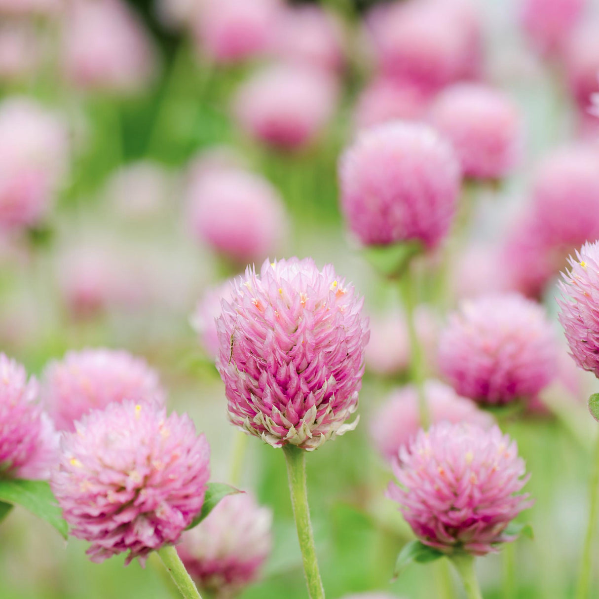 Gomphrena Seeds - Rose
