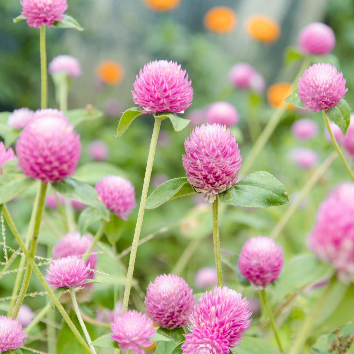 Gomphrena Seeds - Rose