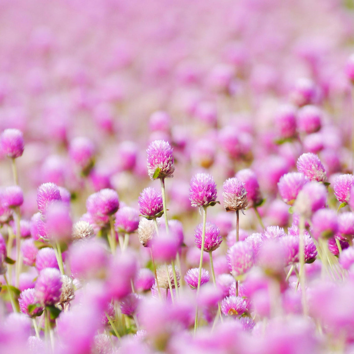 Gomphrena Seeds - Rose