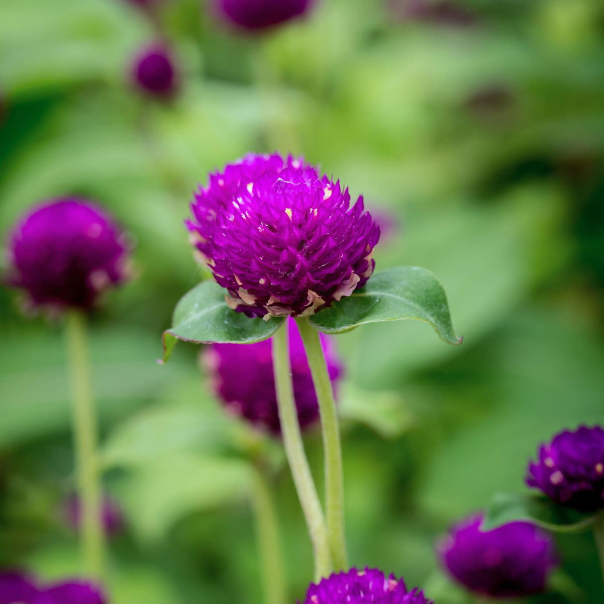 Gomphrena Seeds - Purple