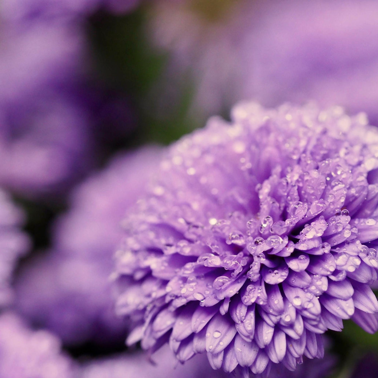 Aster Seeds - Milady Lilac