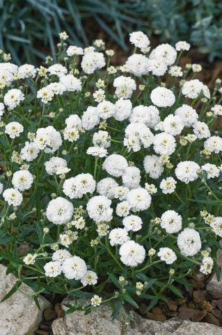 Yarrow Seeds - Marshmallow