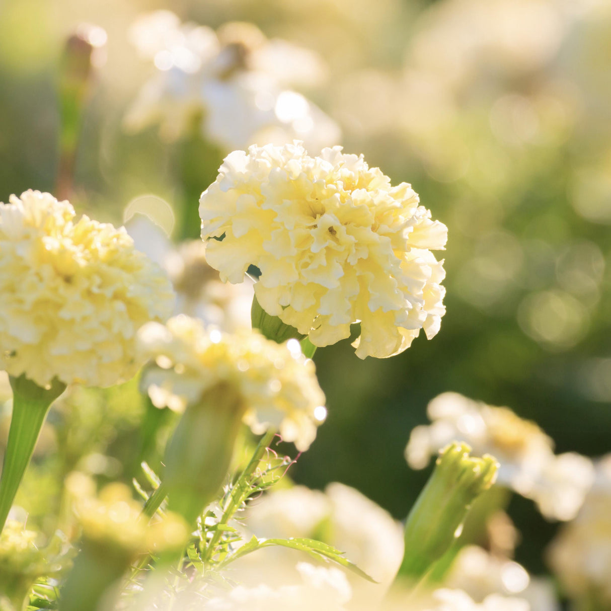 Marigold Seeds - African White