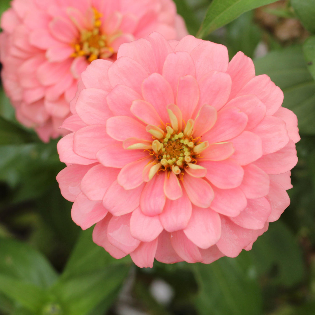 Zinnia Seeds - Oklahoma Salmon