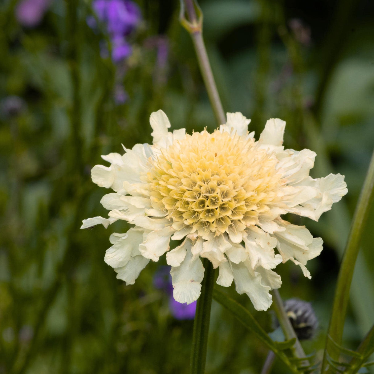 Scabiosa Seeds - Fata Morgana