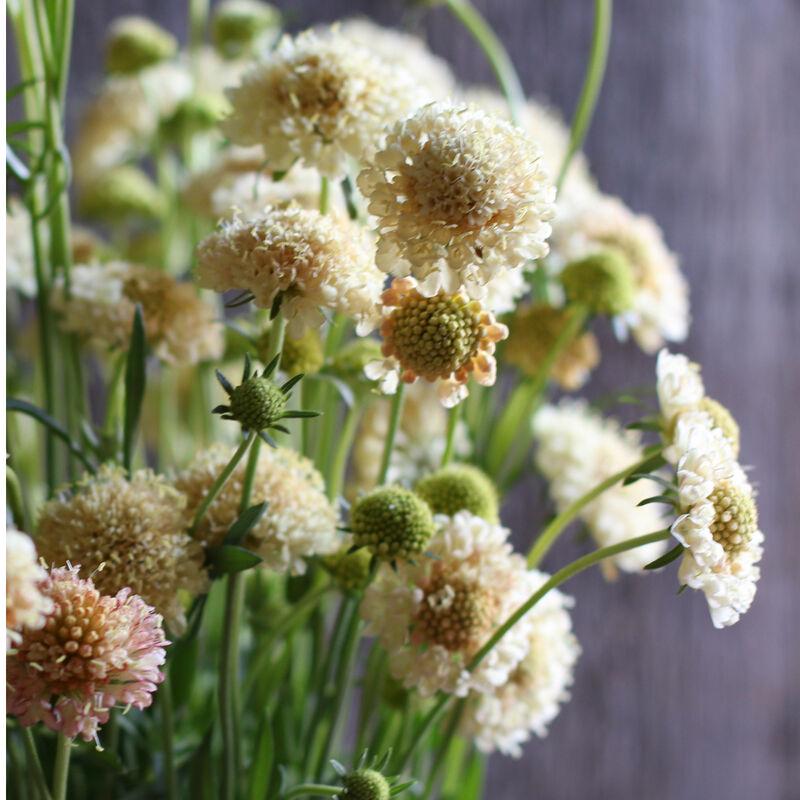 Scabiosa Seeds - Fata Morgana