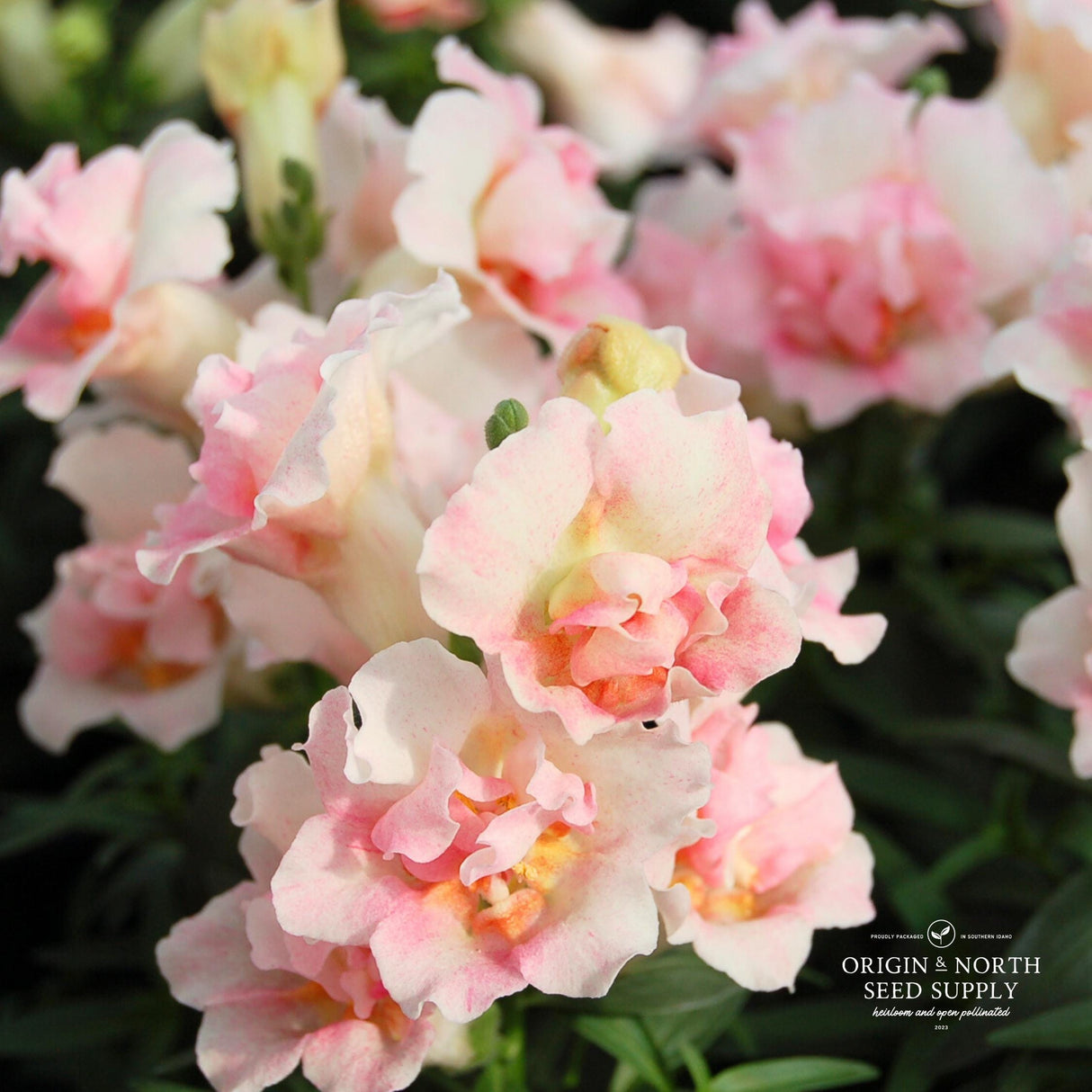 Snapdragon Seeds - Twinny Appleblossom