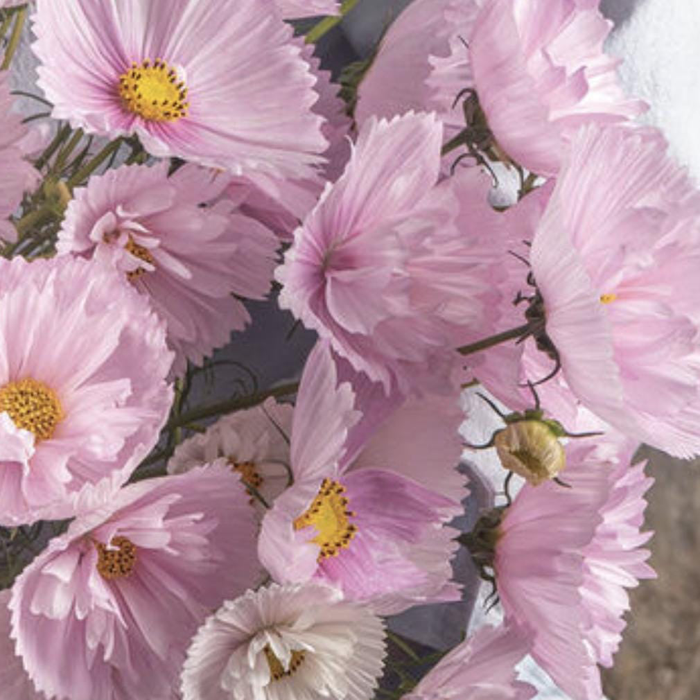 Cosmos Seeds - Cupcakes Blush