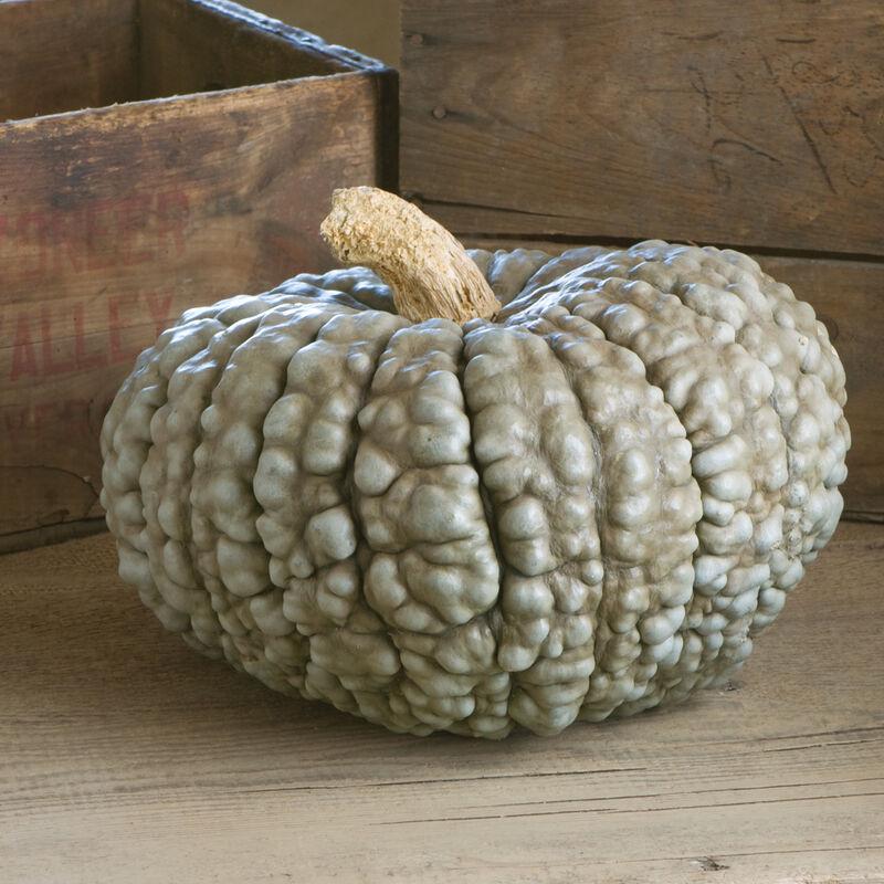 Winter Squash Seeds -  Marina Di Chioggia