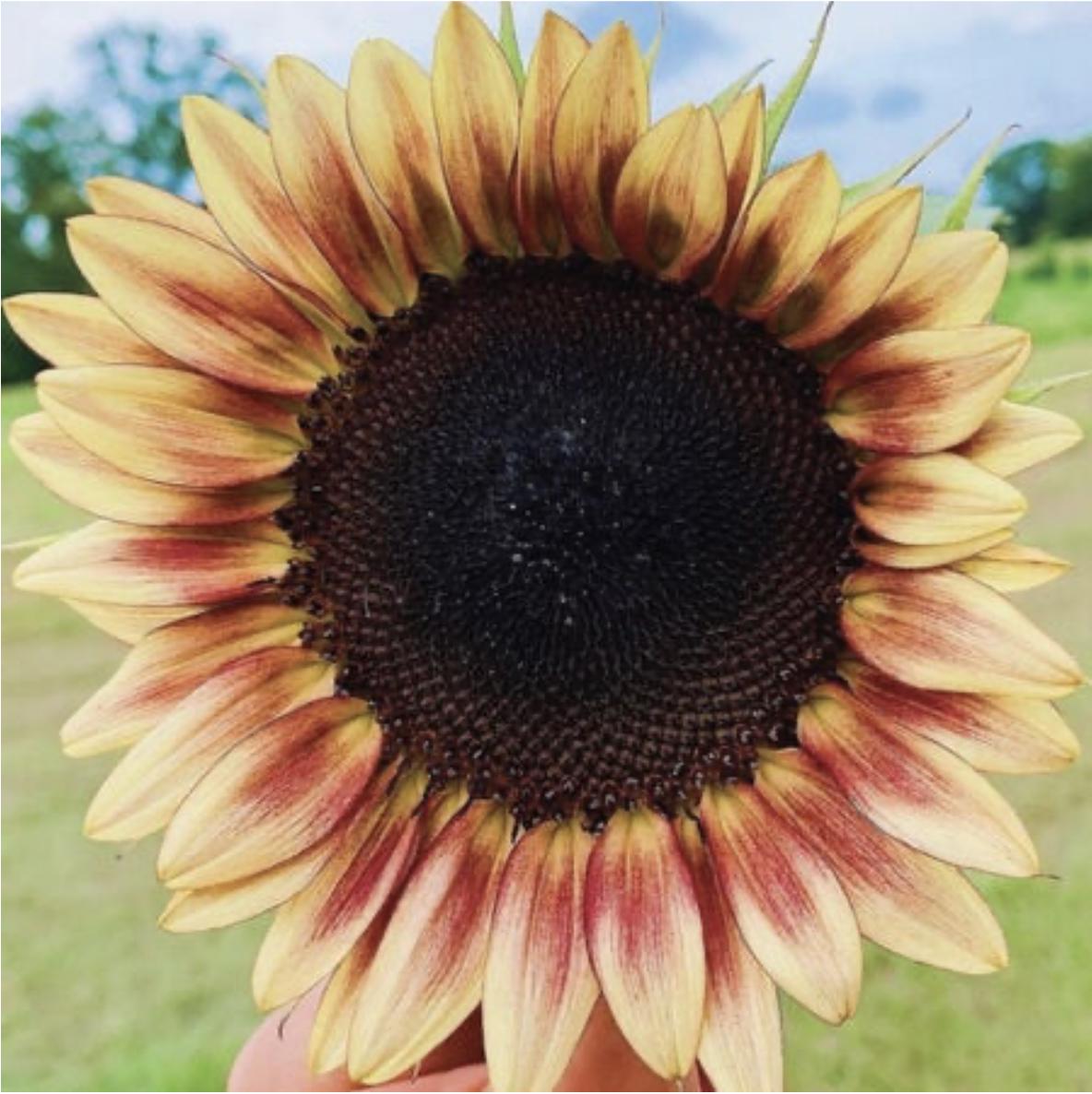 Sunflower Seeds - ProCut Lemon Red
