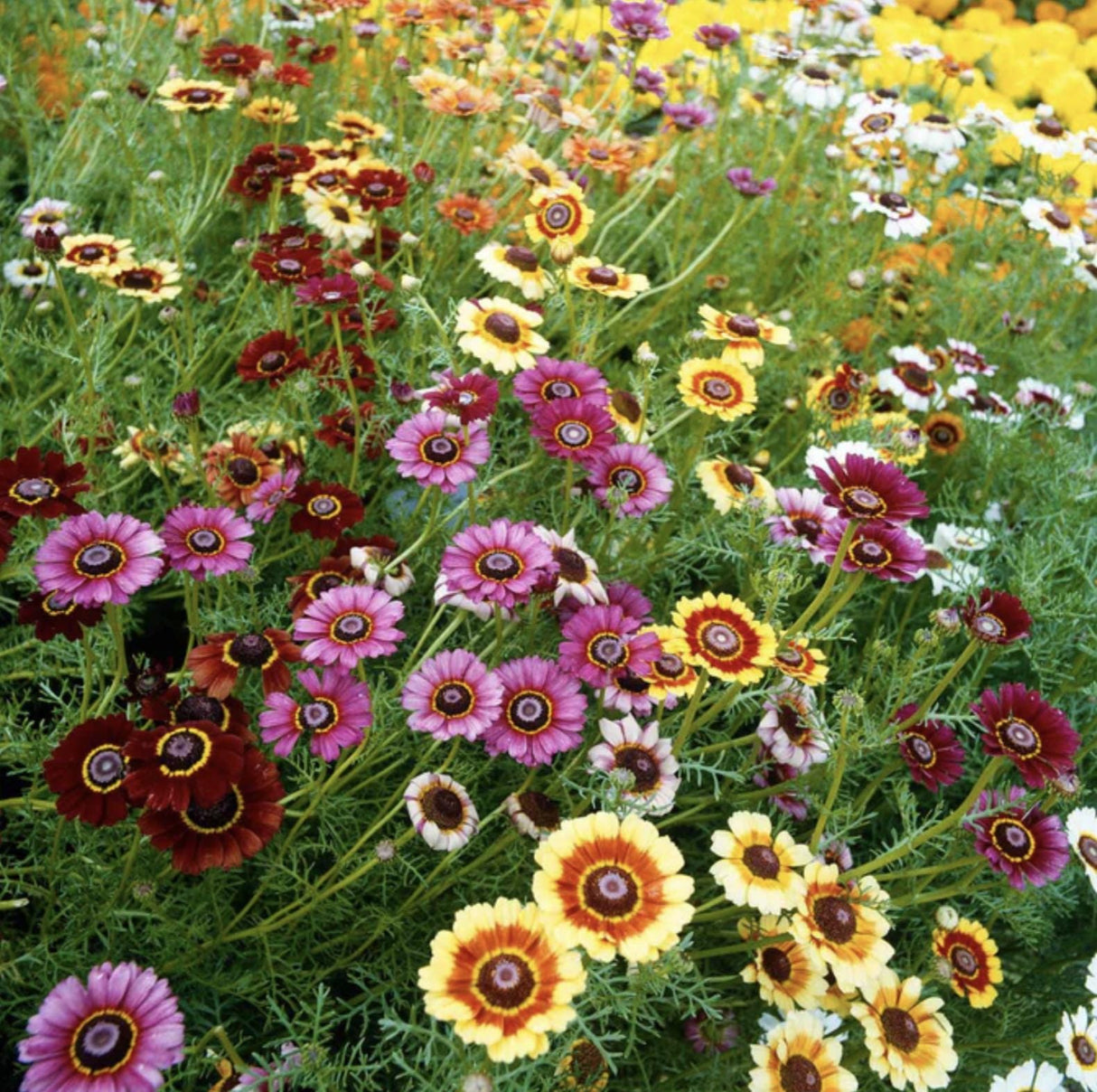 Chrysanthemum Seeds - Painted Daisy