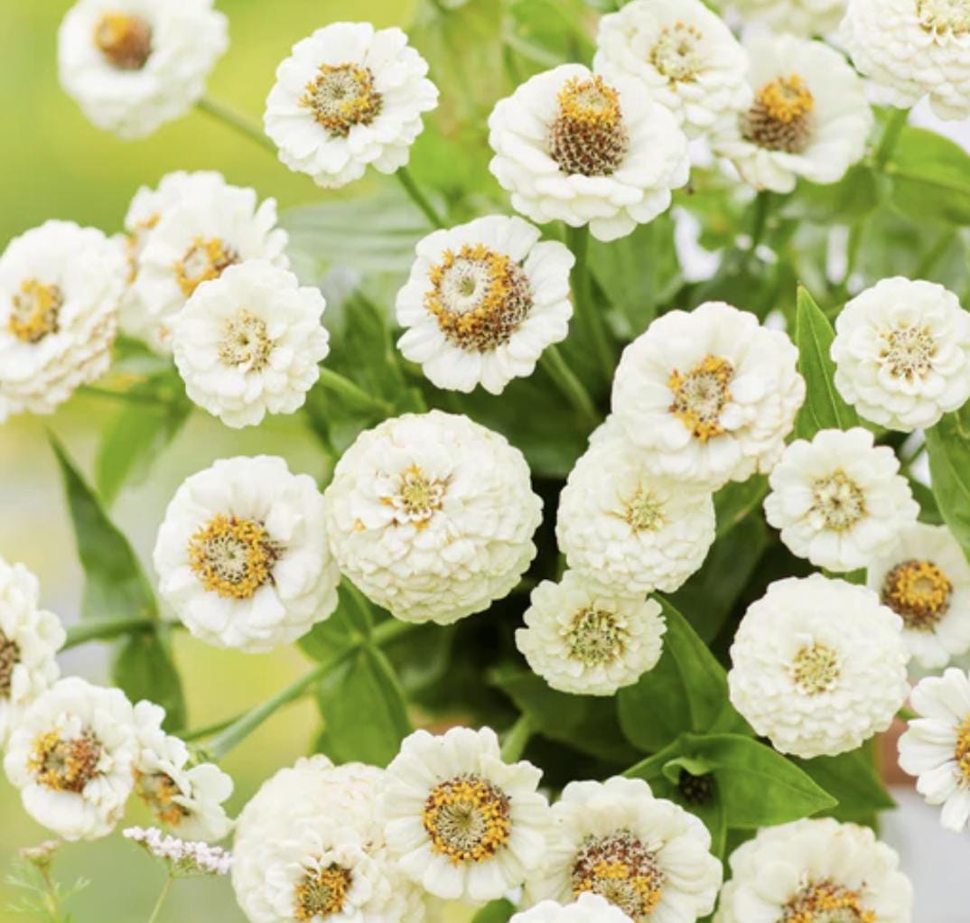 Zinnia Seeds - Lilliput White