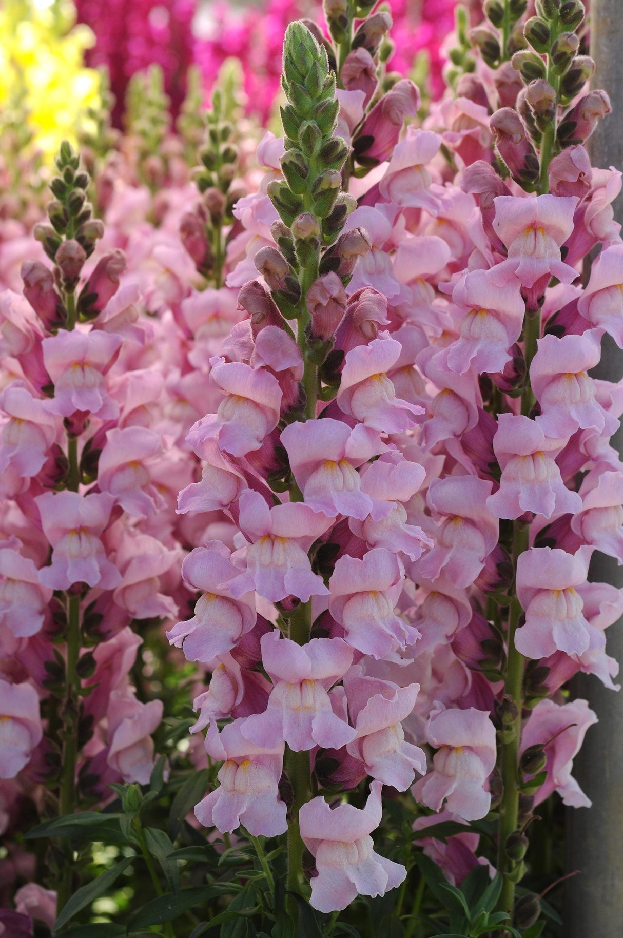 Snapdragon Seeds - Potomac Lavender