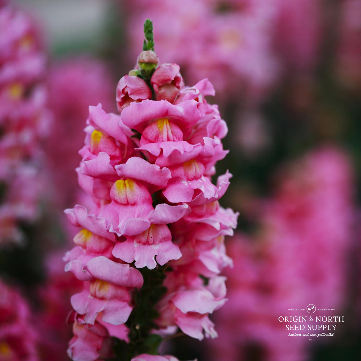 Snapdragon Seeds - Potomac Dark Pink