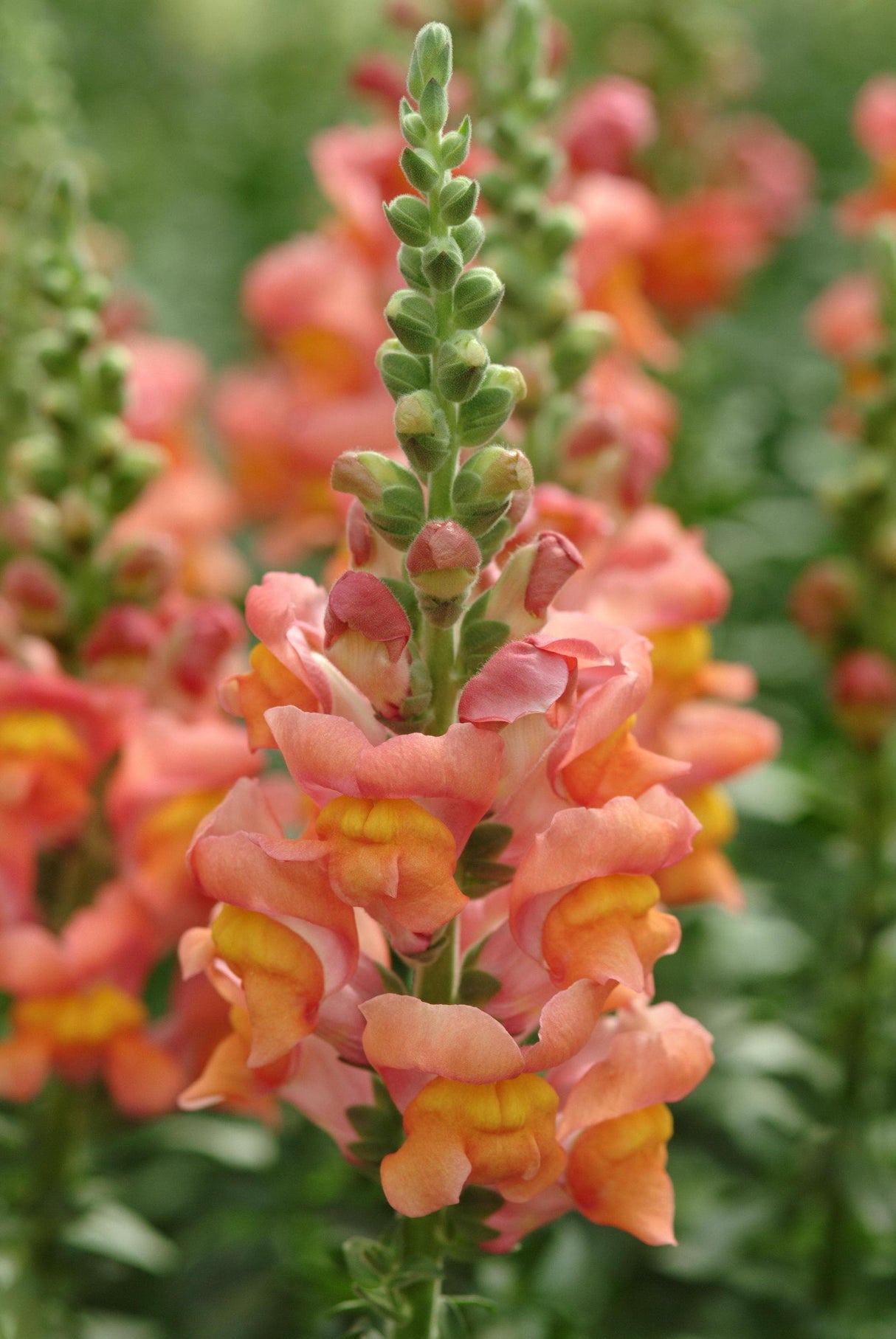 Snapdragon Seeds - Potomac Orange