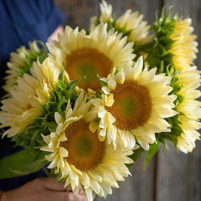 Sunflower Seeds - Procut White Lite