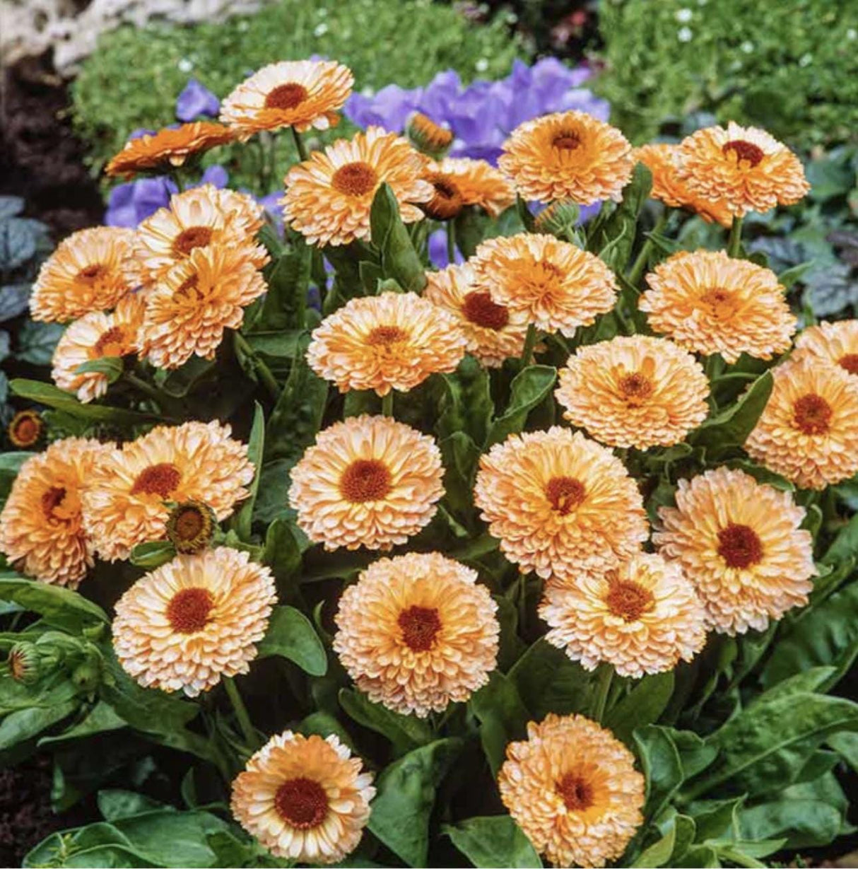 Calendula Seeds - Pink Surprise