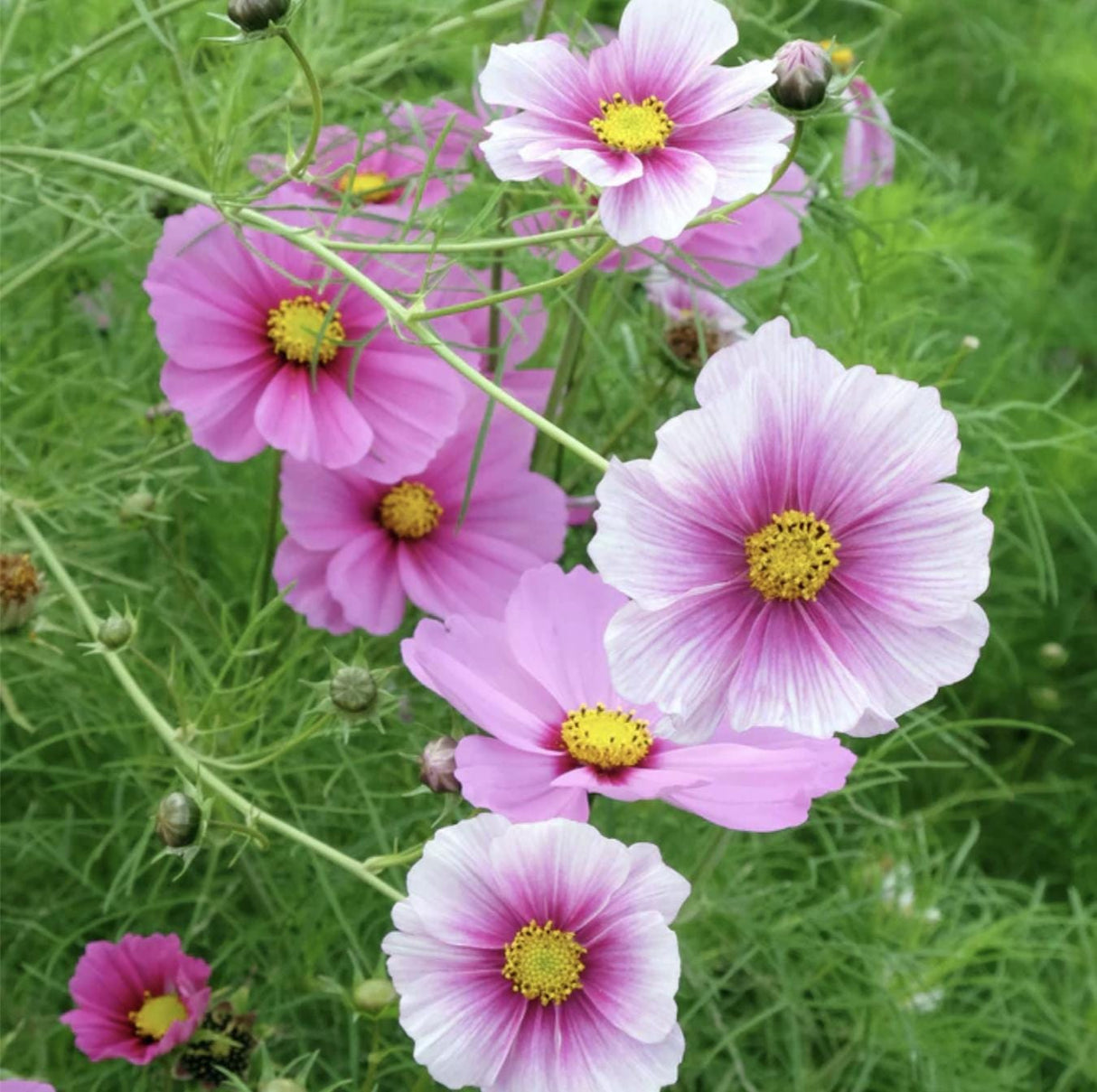 Cosmos Seeds - Daydream