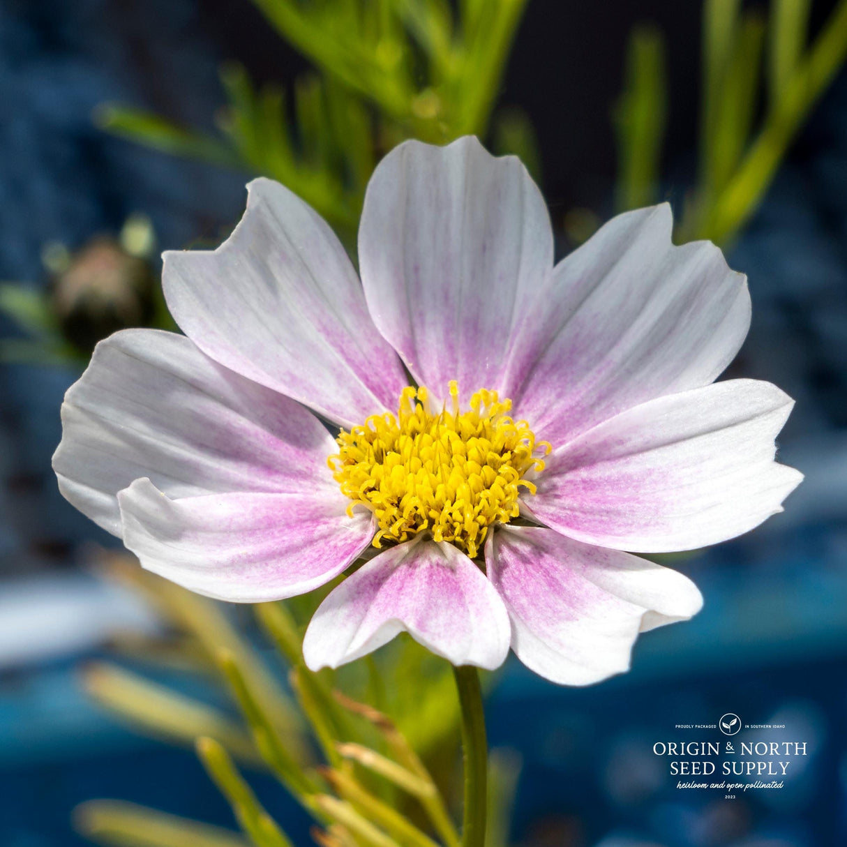 Cosmos Seeds - Daydream