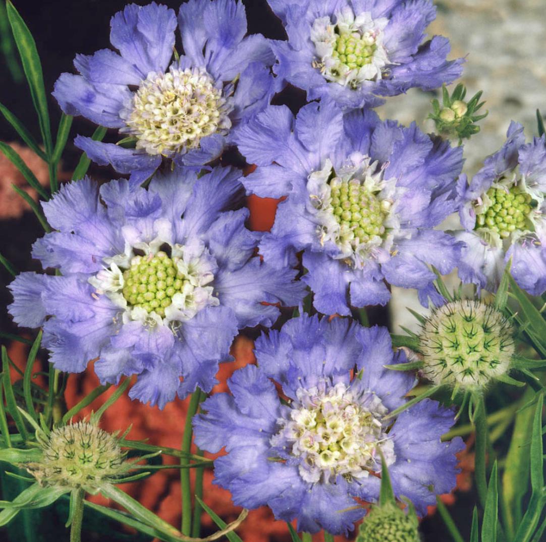 Scabiosa Seeds - Blue