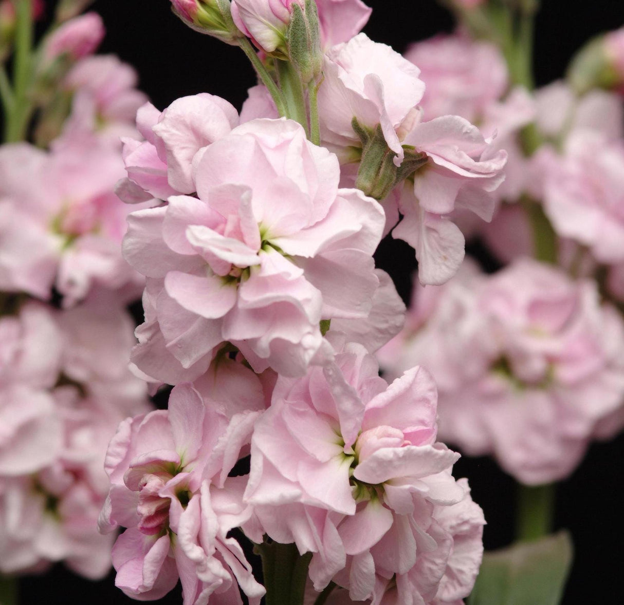 Stock Seeds - Katz Cherry Blossom