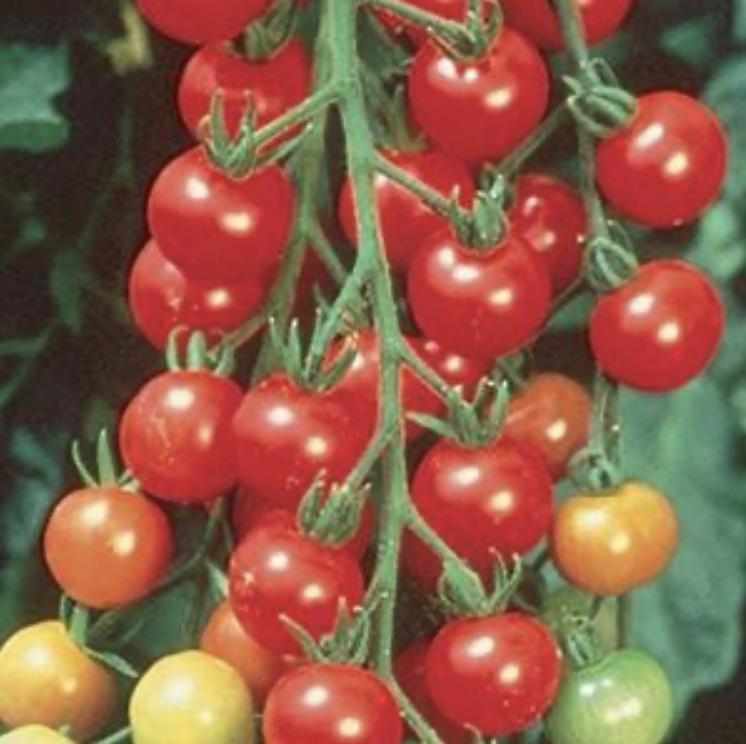 Tomato Seeds - Sweet 100s