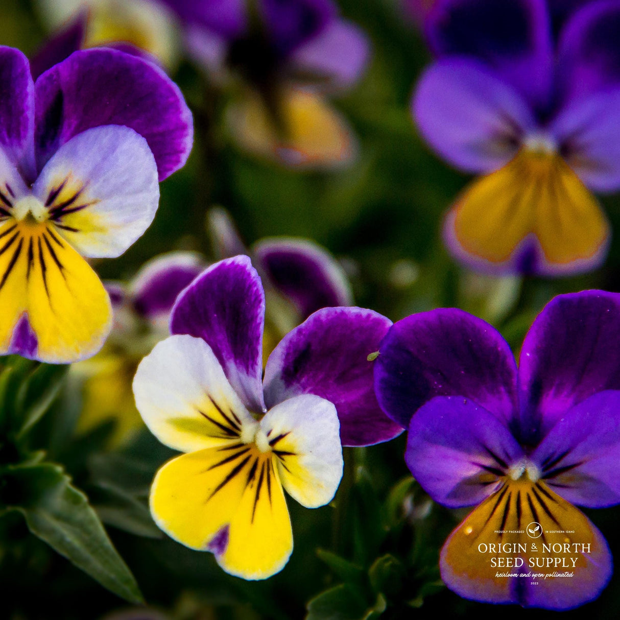 Viola Seeds - Johnny Jump Up