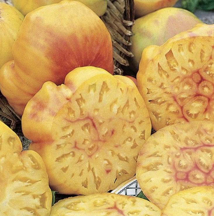 Tomato Seeds - Big Rainbow