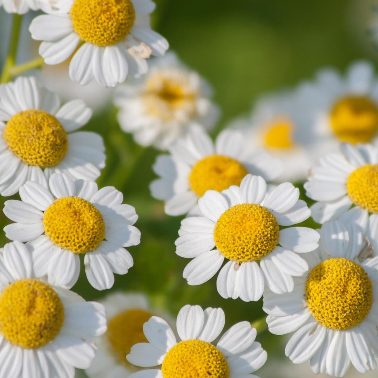 Feverfew Seeds - Single