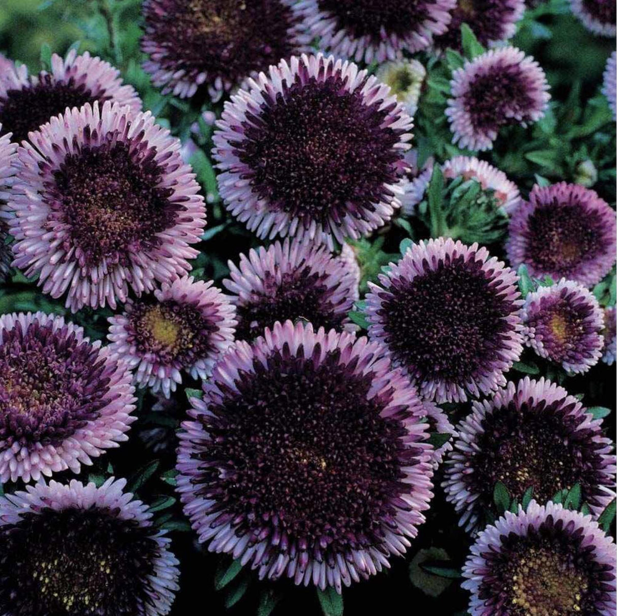 Aster Seeds - Blue Moon PomPon