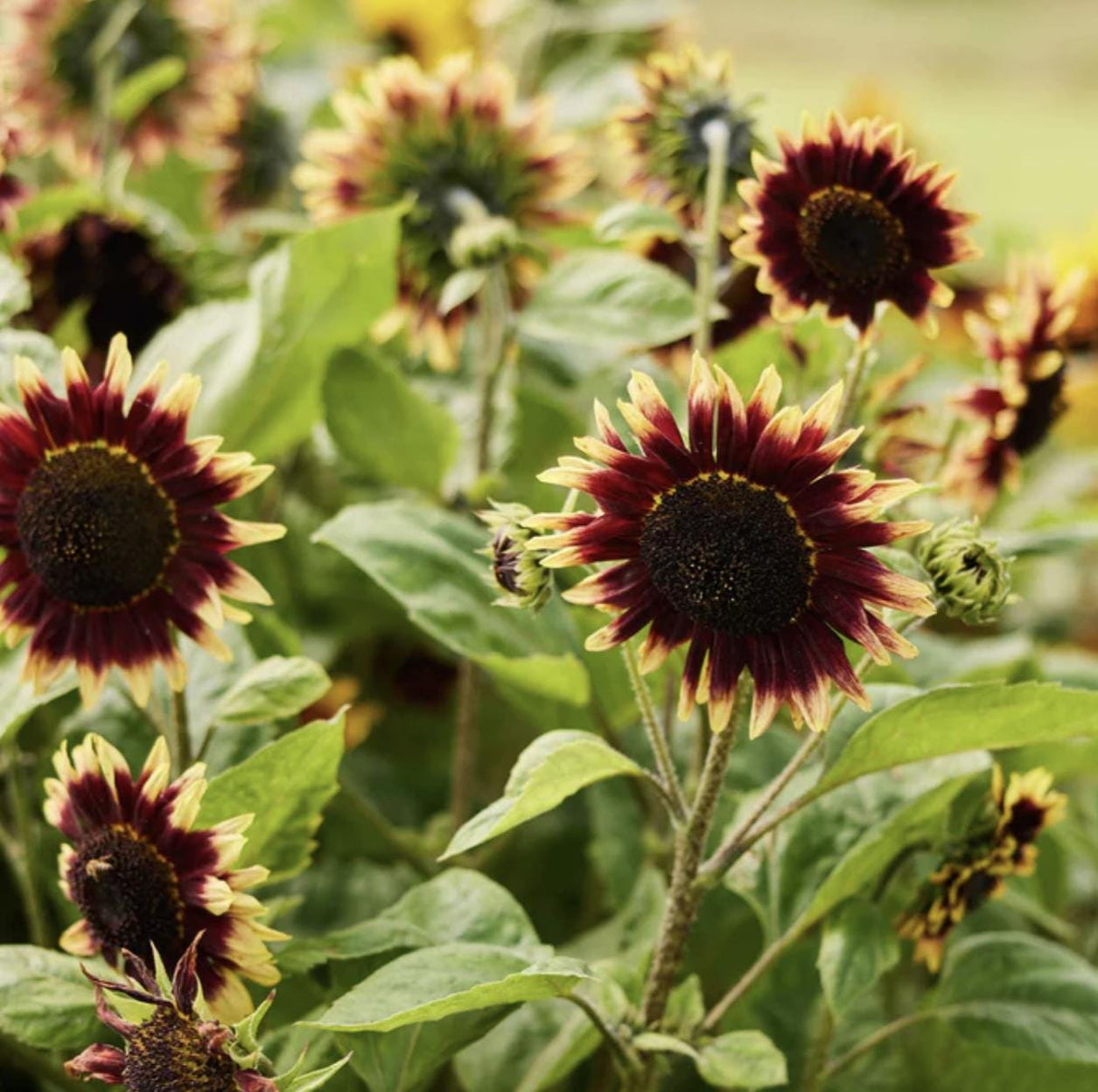 Sunflower Seeds - Floren