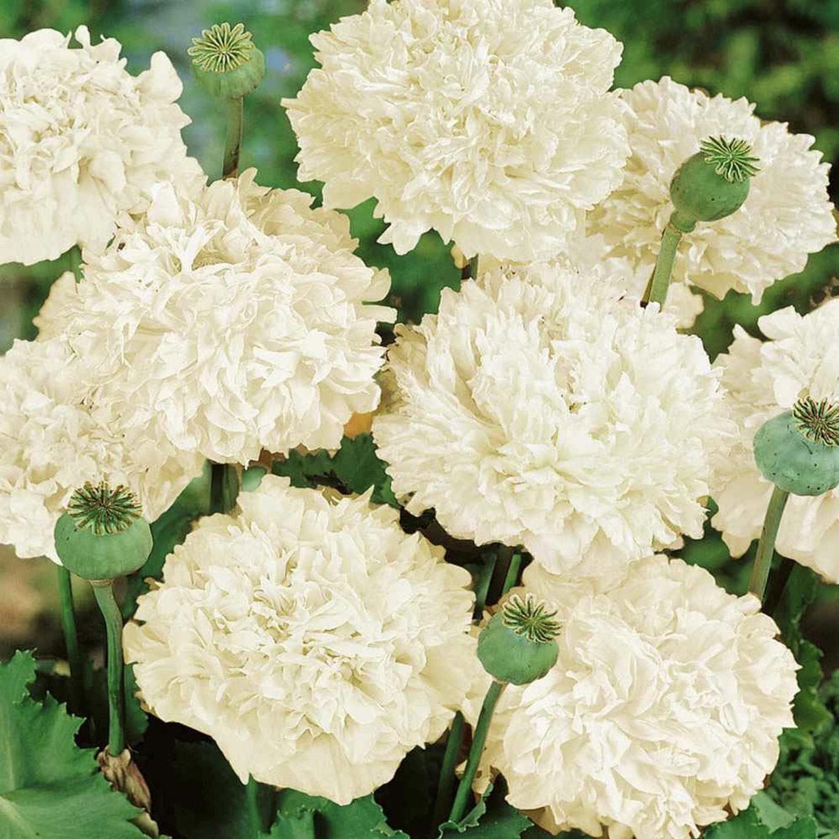 Poppy Seeds - Peony Cream