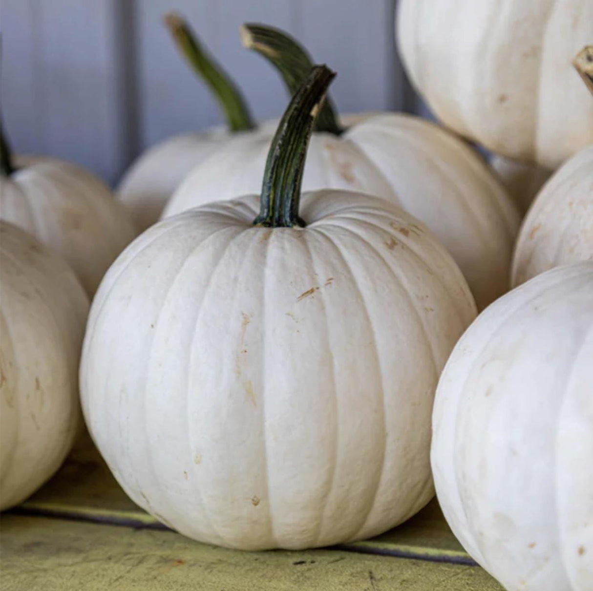 Pumpkin Seeds - Casper