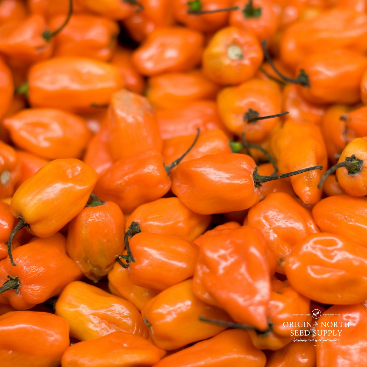 Pepper Seeds - Aji Habanero (Hot)