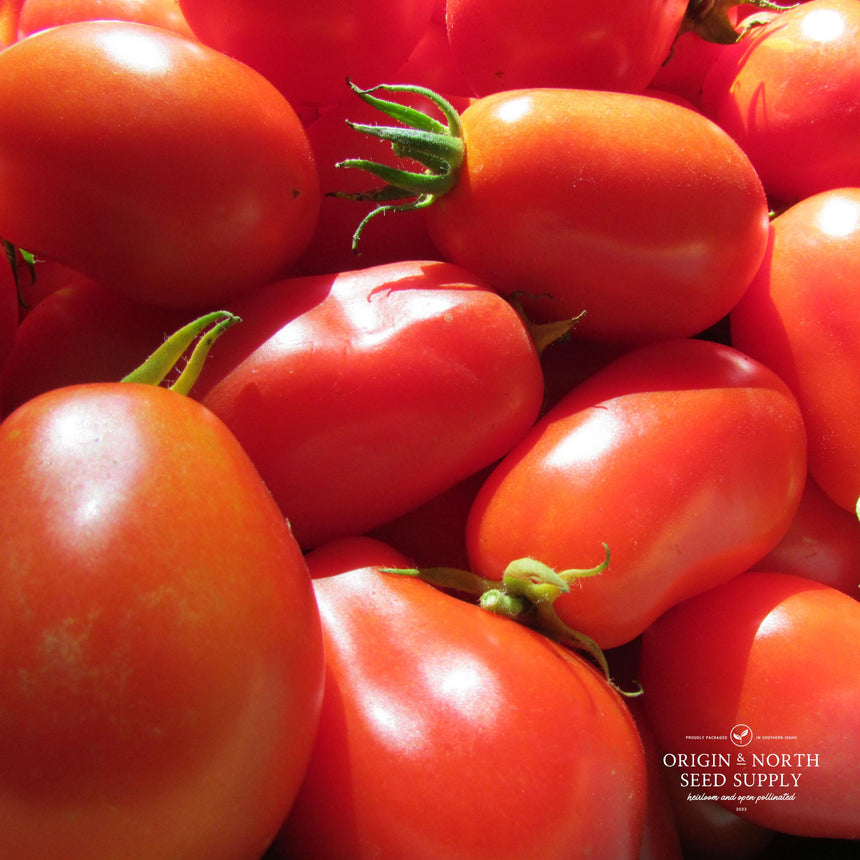 Tomato Roma x 20 Seeds