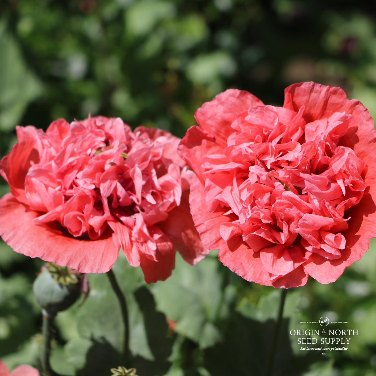Poppy Seeds - Peony Salmon