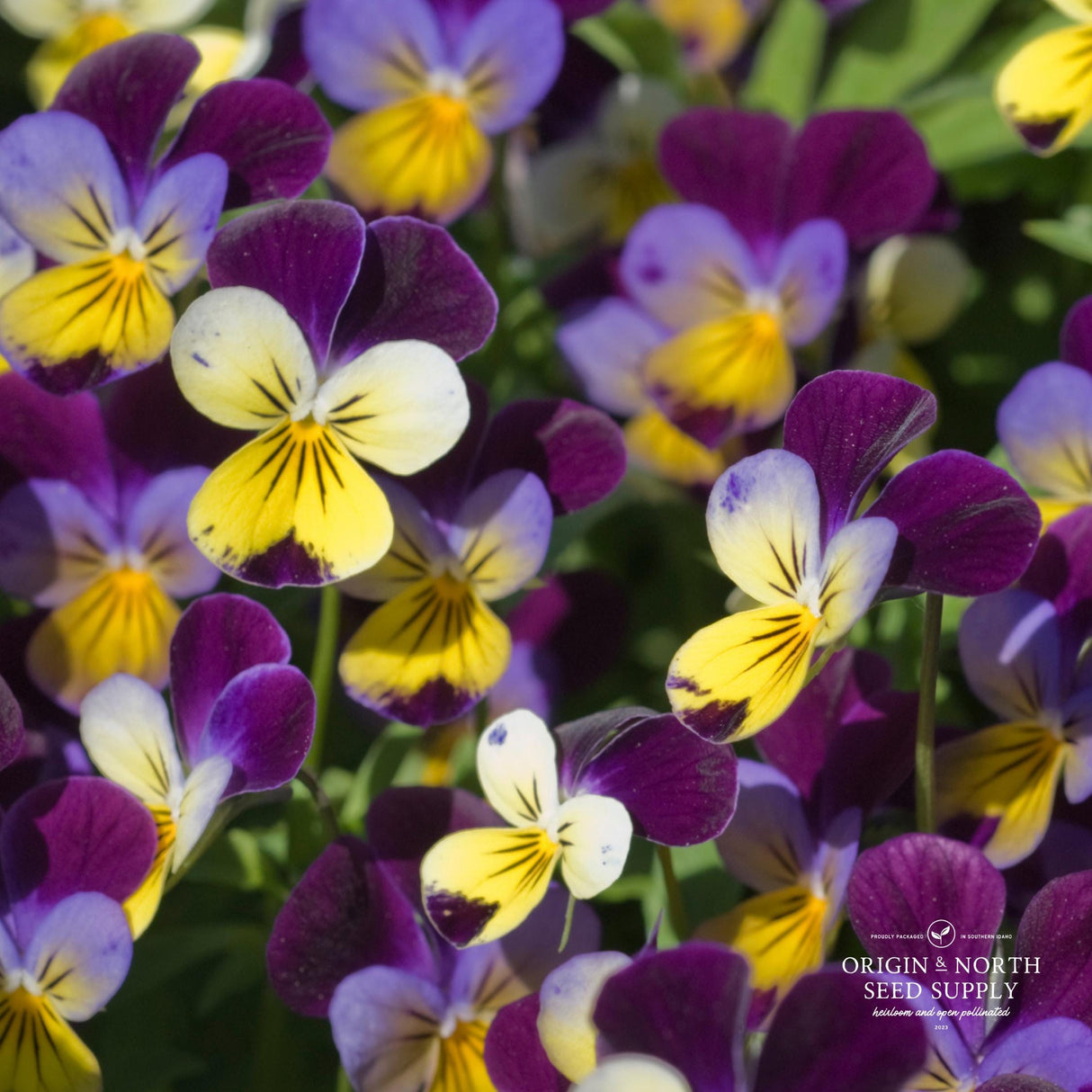 Viola Seeds - Johnny Jump Up