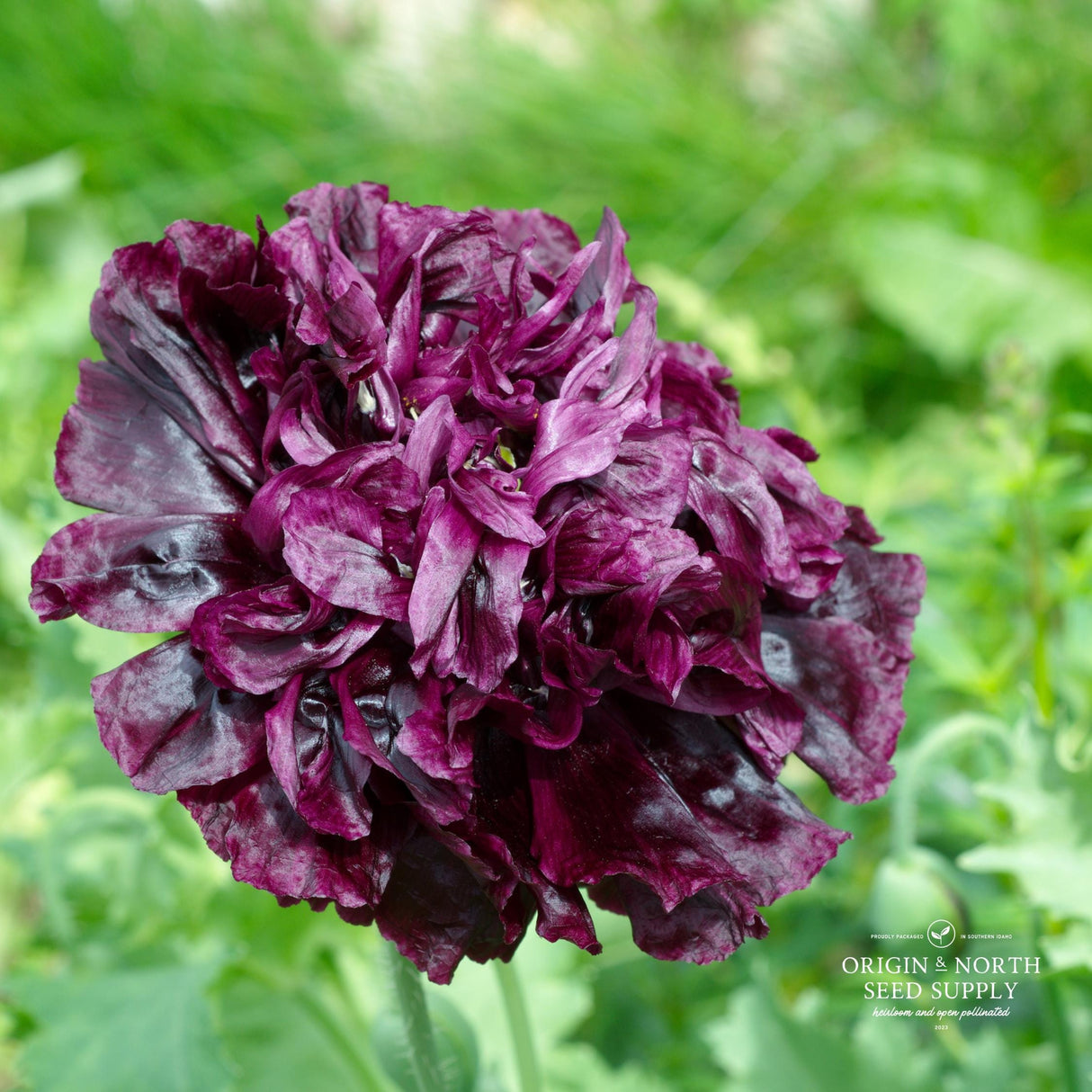 Poppy Seeds - Peony Black