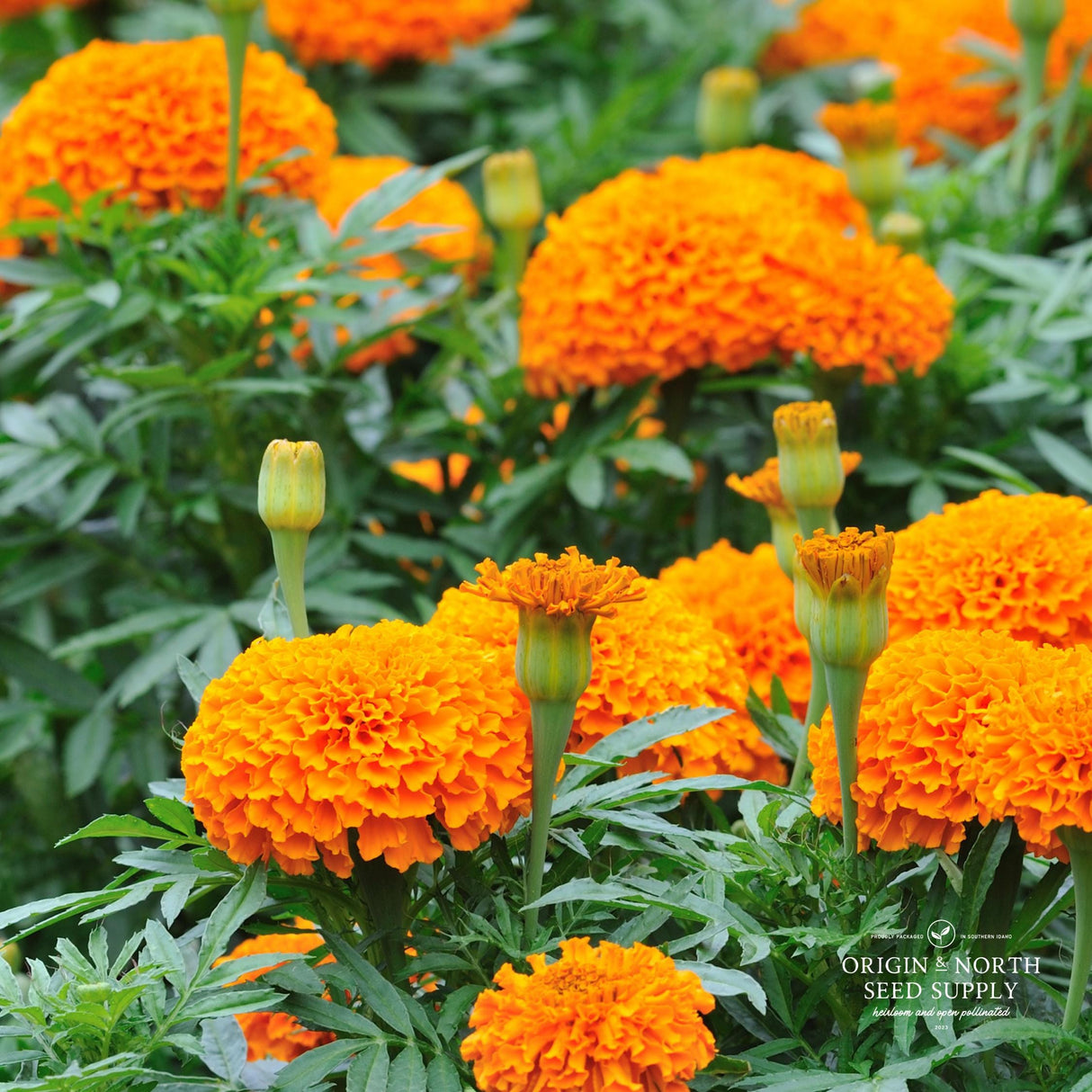 Marigold Seeds - African Orange