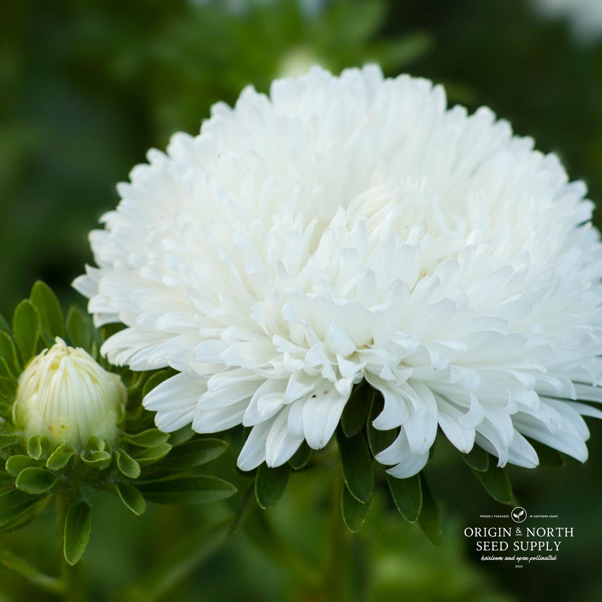 Aster Seeds - Peony White