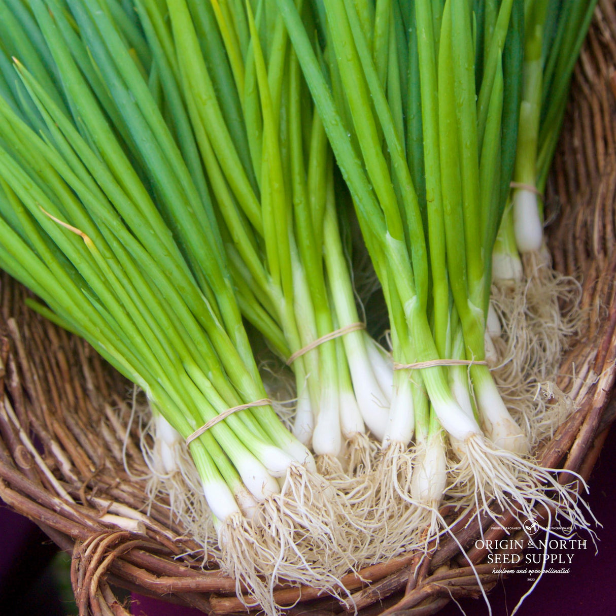 Onion Seeds - Tokyo Long Bunching