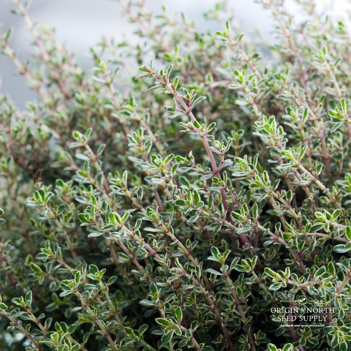 Thyme Seeds - Orange