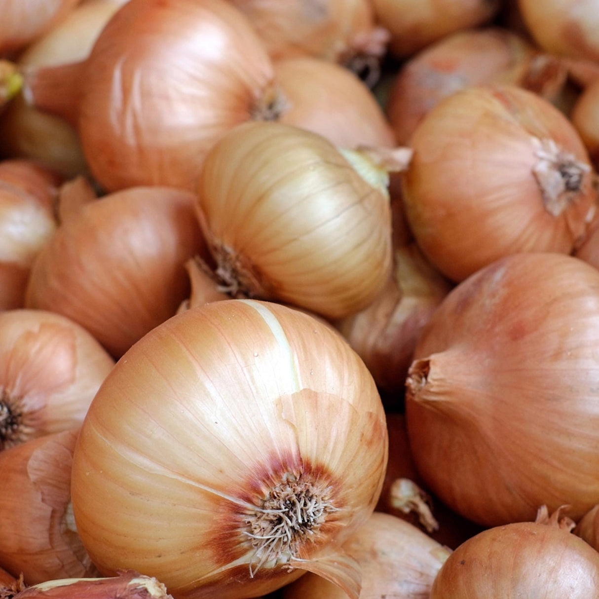 Onion Seeds - Sweet Yellow Spanish