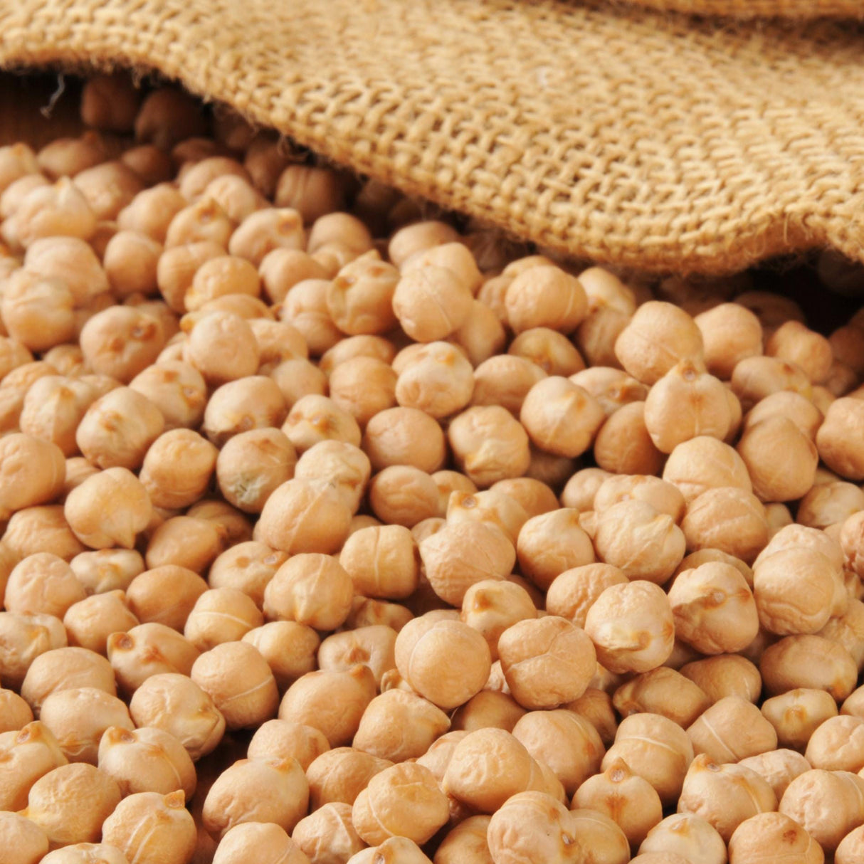 Bean Seeds - Garbanzo