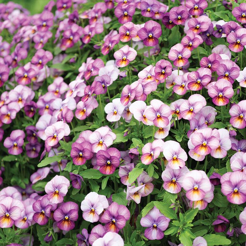 Viola Seeds - Plum Antique