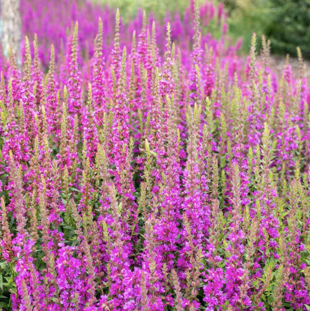 Salvia Seeds - Pink Sundae